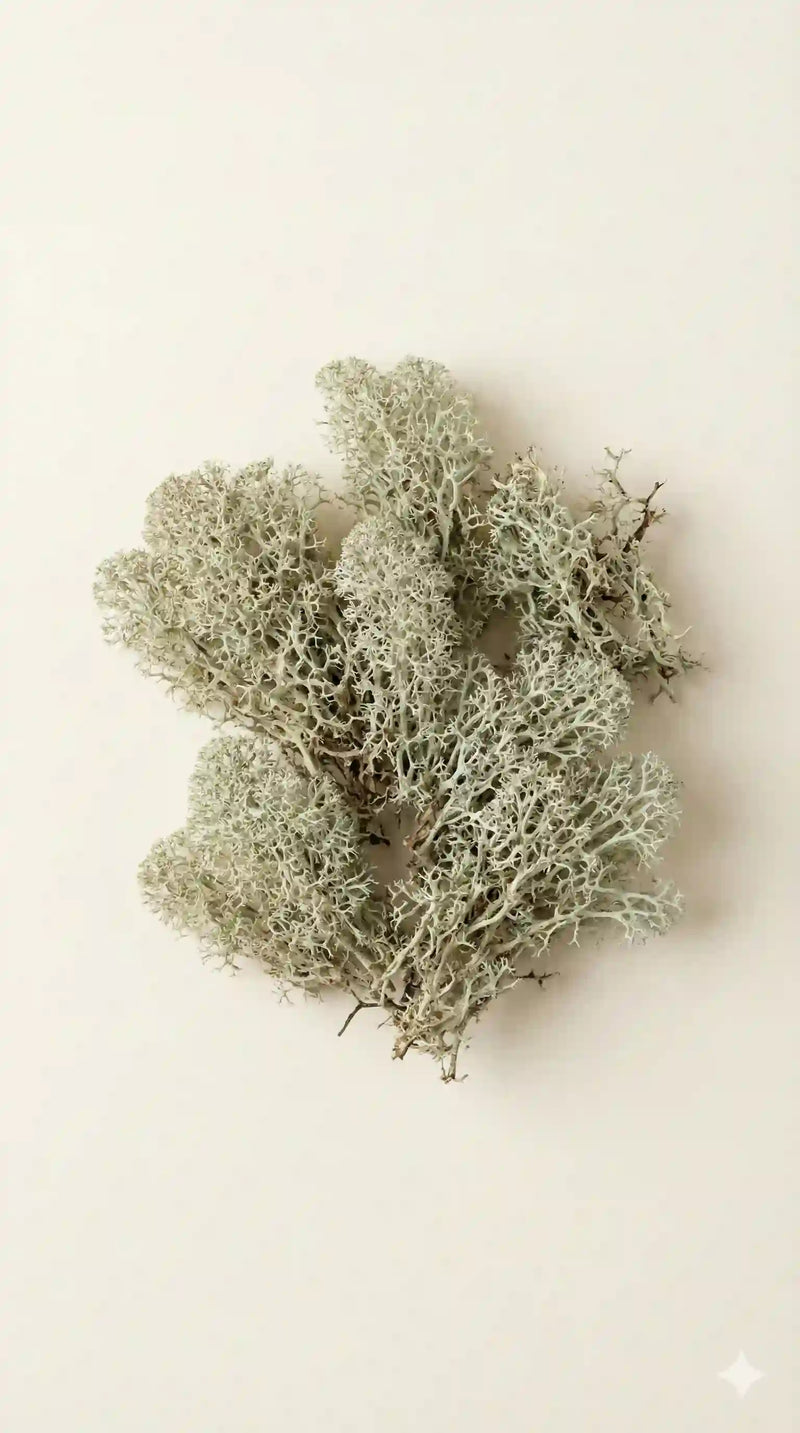 Vitamin D3 (from Lichen)